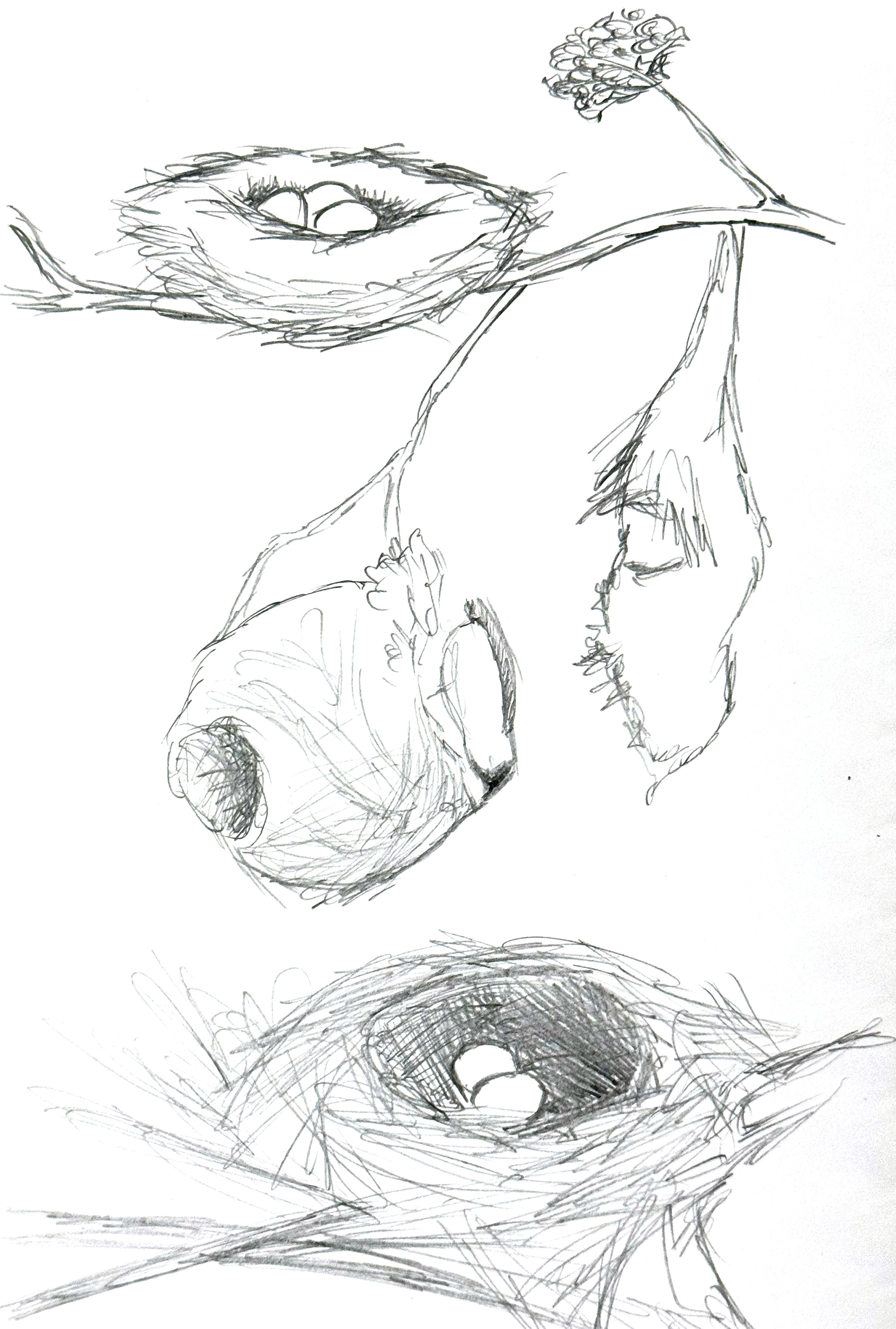 development progress on nests