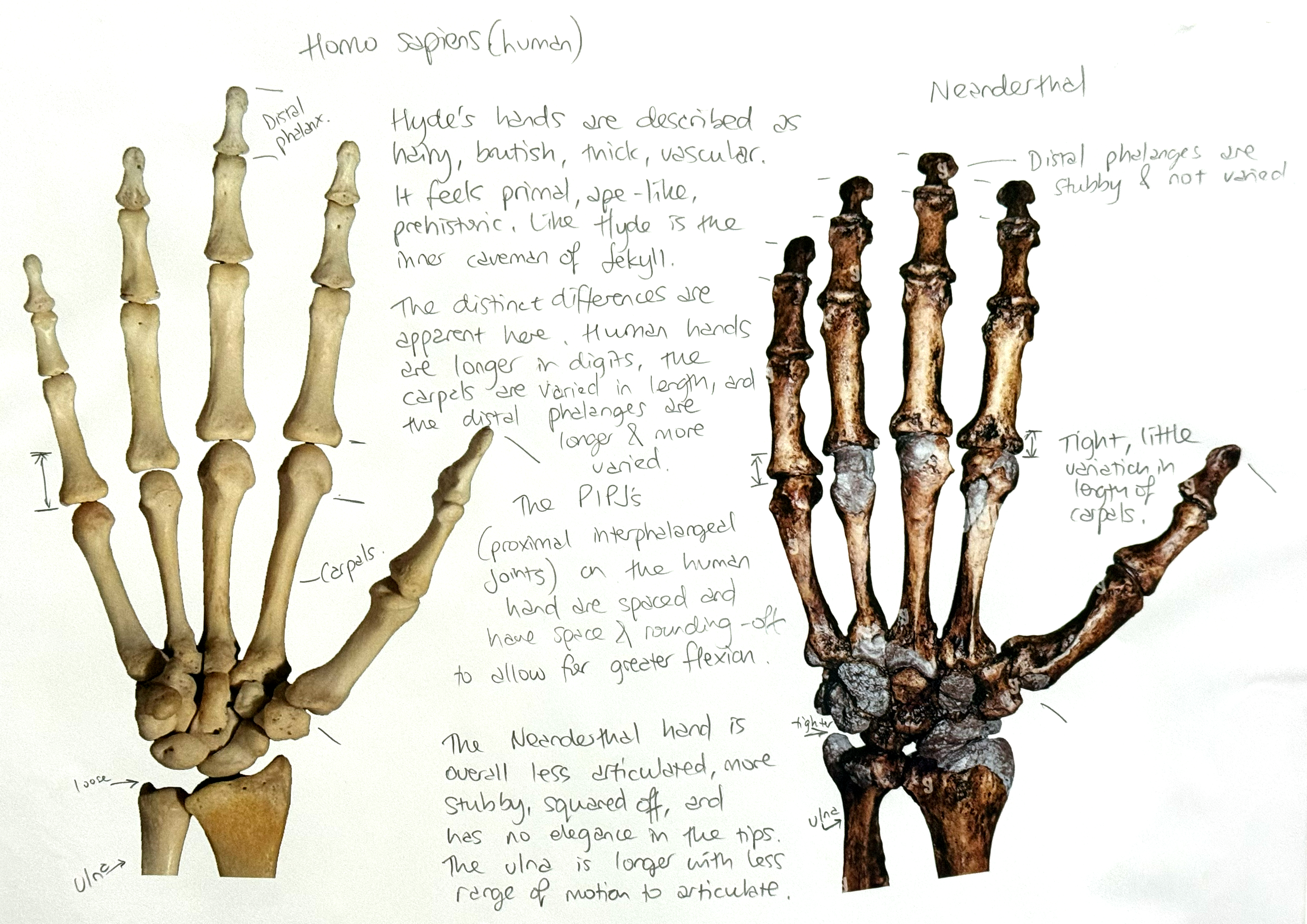 sketchbook page of skeletal hand images